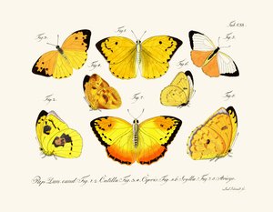Mariposas, 1783-1806 de German School
