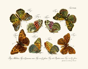Mariposas, 1783-1806 de German School