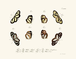 Mariposas, 1783-1806 de German School