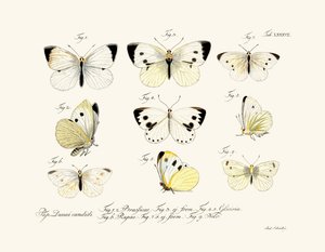 Mariposas, 1783-1806 de German School