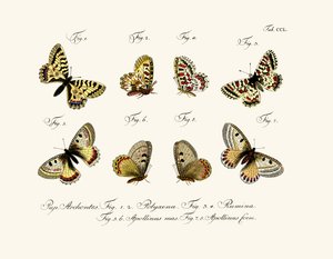Mariposas, 1783-1806 de German School