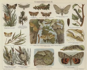 Mariposas y polillas de German School