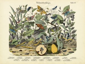 Mariposas, c.1860 de German School