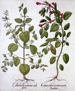 Calamintas, de Hortus Eystettensis, por Basil Besler, pub. 1613 de German School