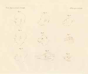 Ángulos faciales de Camper de German School