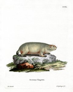 Marmota canadiense de German School