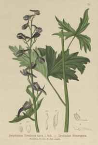 Espuela de caballero (Delphinium elatum, Delphinium tiroliense) de German School