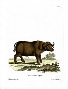 Búfalo del Cabo de German School
