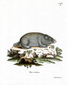 Rata Topo de Duna del Cabo de German School