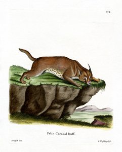 Caracal de German School