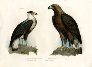 Caracara de German School
