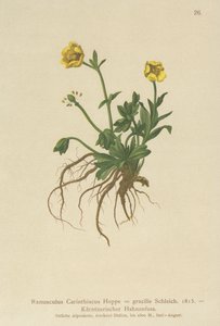Ranúnculo de Carintia (Ranunculus Carinthiacus, Ranunculus gracilis) de German School