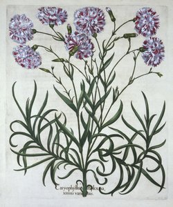 Clavel, de Hortus Eystettensis, por Basil Besler (1561-1629), pub. 1613