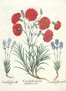 Claveles y lavanda: 1.Caryophyllus maximus plenus flore rubro; 2.Lavandula flore albo; 3.Lavandula flore ceruleo, del Hortus Eystettensis por Basil Besler (1561-1629), pub. 1613 de German School