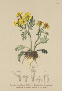 Senecio carniolano (Senecio carniolicus, Senecio incanus subsp. carniolicus) de German School