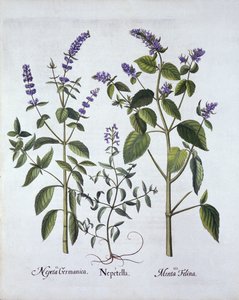 Menta de Gato y Nepeta, de Hortus Eystettensis, por Basil Besler (1561-1629), pub. 1613