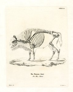 Esqueleto de ganado