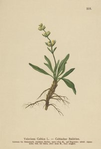 Espicanardo celta (Valeriana celtica) de German School