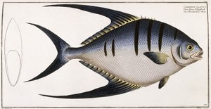 Chaetodon Glaucus, 1785-1788 de German School