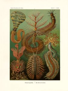 Chaetopoda de German School
