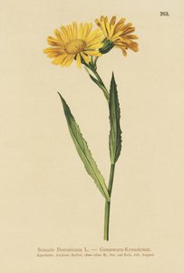 Senecio dorónico (Senecio Doronicum)
