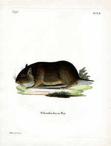 Rata de roca chilena
