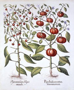 Pimiento Chile [Familia de las Solanáceas], de Hortus Eystettensis, por Basil Besler, pub. 1613 de German School