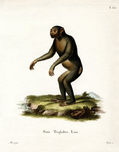 Chimpancé de German School