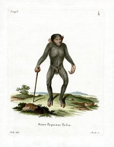 Chimpancé