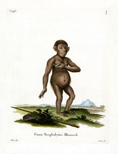 Chimpancé