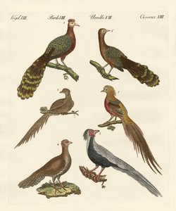 Aves chinas de German School