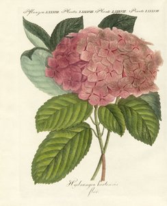 Flores chinas de German School