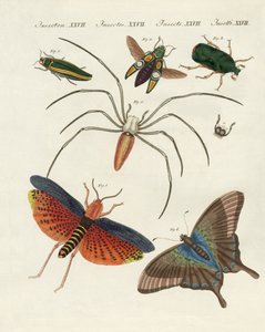 Insectos chinos de German School