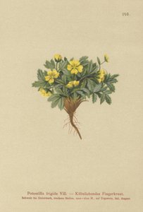 Potentilla (Potentilla frigida, Potentilla glacialis, Potentilla helvetica) de German School