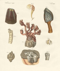 Cirrípedos, gusanos de cerdas o braquiópodos de German School