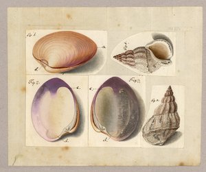 Almeja y caracol marino: Venus Mercenaria Linnaei, Buccino glacioli Linnaei, 1785 de German School