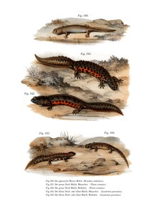 Salamandra Nublada