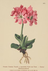 Primavera clusiana (Primula Clusiana, Primula spectabilis)