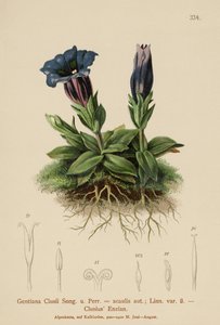 Genciana de Clusius (Gentiana Clusii, Gentiana acaulis) de German School