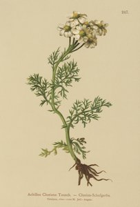 Milenrama de Clusius (Achillea Clusiana, Achillea atrata ssp. clusiana) de German School