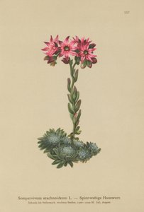 Siempreviva de telaraña (Sempervivum arachnoideum, Sedum arachnoideum, Sempervivum sanguineum)