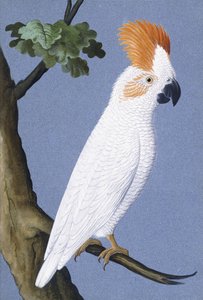 Cacatúa, 1750-1800