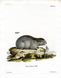 Lemming de Collar