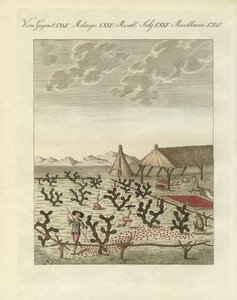 Recolección de cochinillas de German School