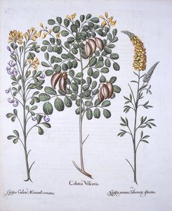 Árbol de Colutea y Variedades de Cytisus, de Hortus Eystettensis, por Basil Besler, pub. 1613 de German School