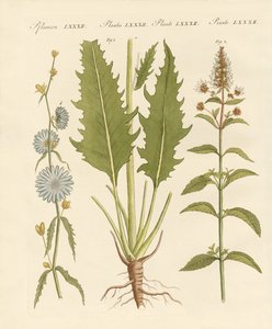 Plantas comerciales y medicinales de German School
