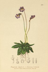 Grasilla común (Pinguicula vulgaris) de German School