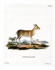 Duiker común de German School