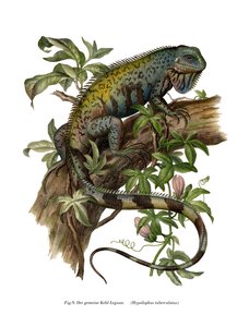 Iguana común de German School