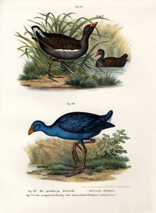 Gallineta común, 1864 de German School